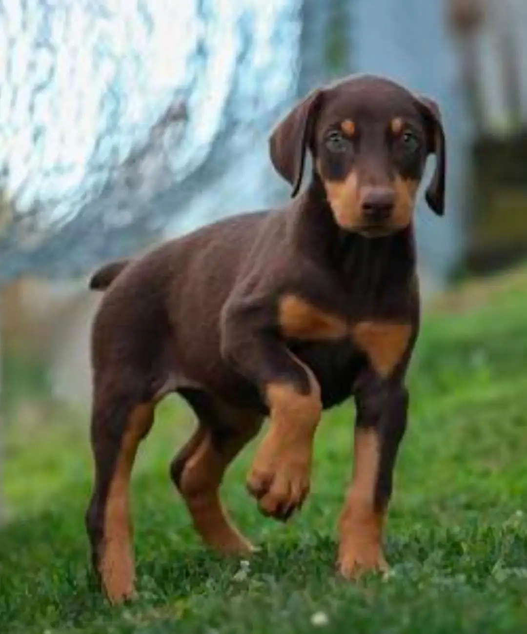 Pet food and accessories