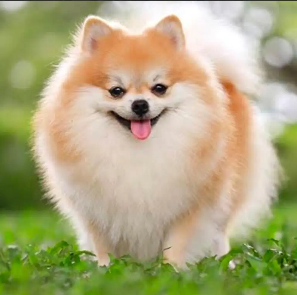 Pet food and accessories