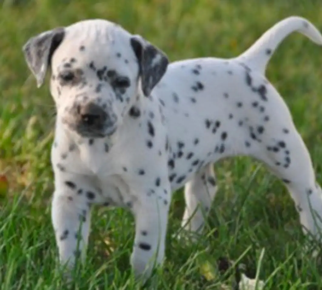 Pet food and accessories