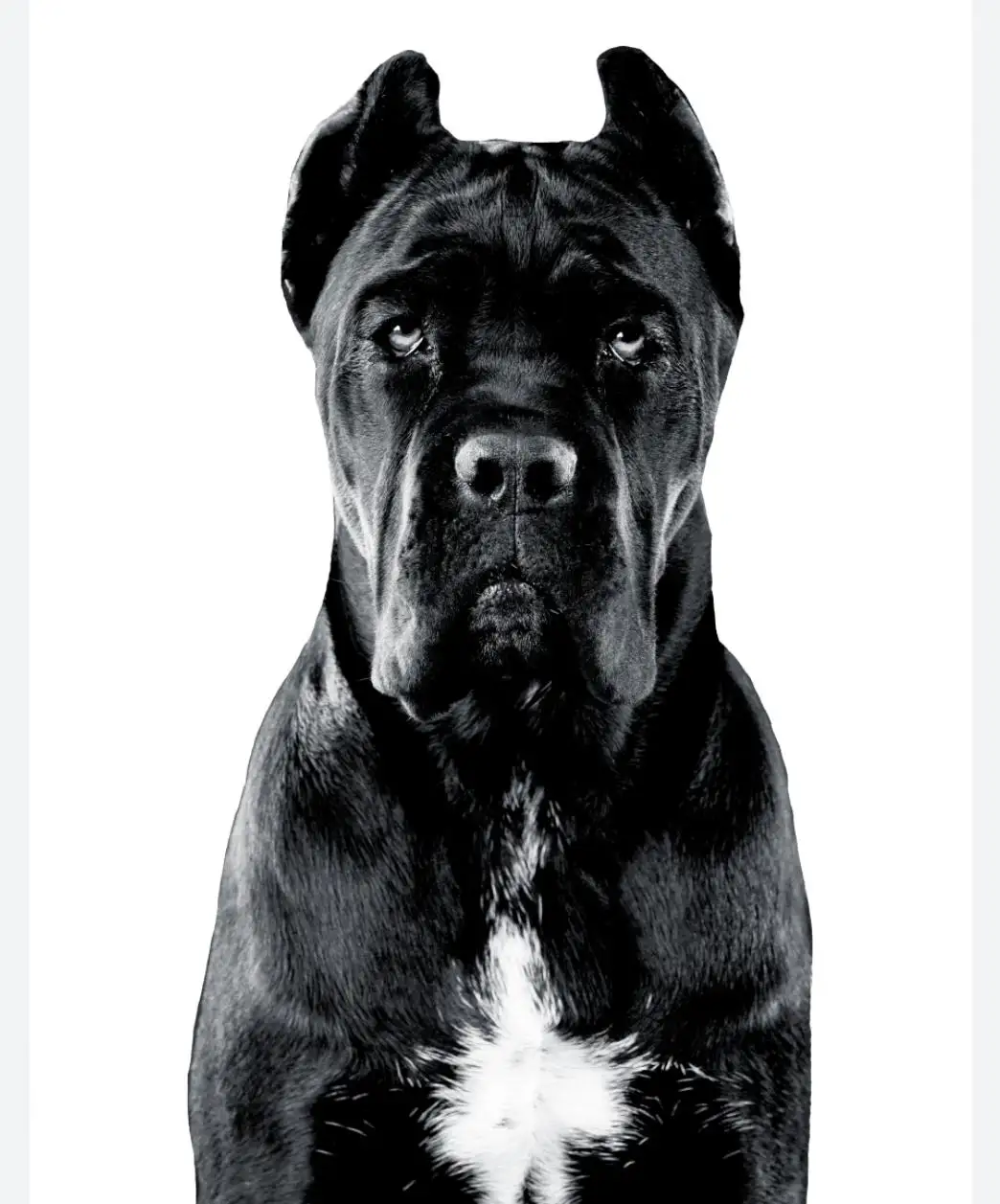 Pet food and accessories