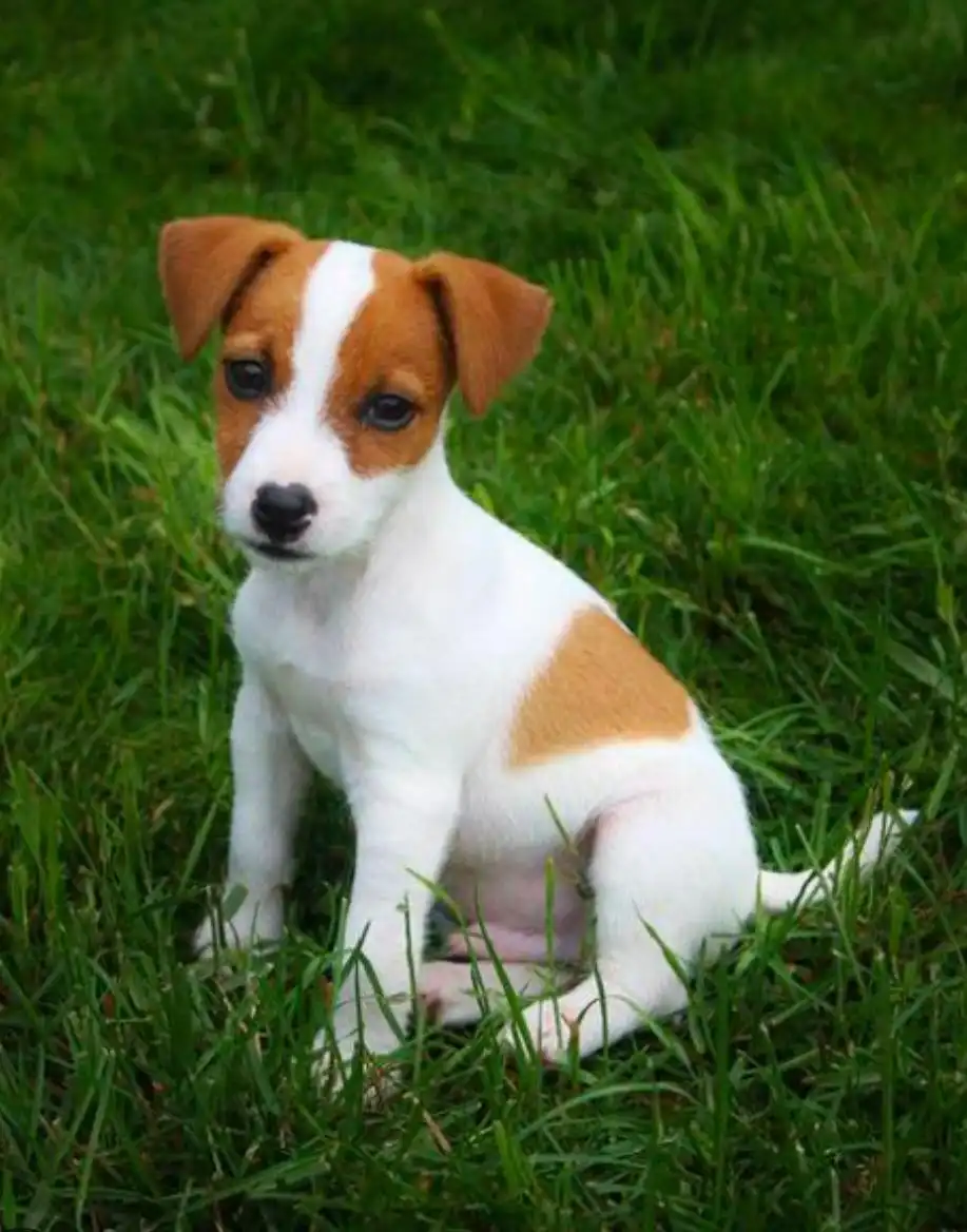 Pet food and accessories