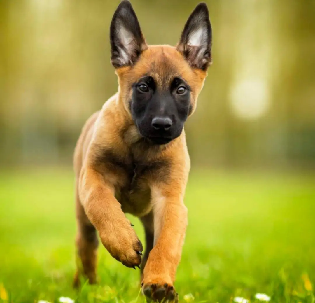 Pet food and accessories