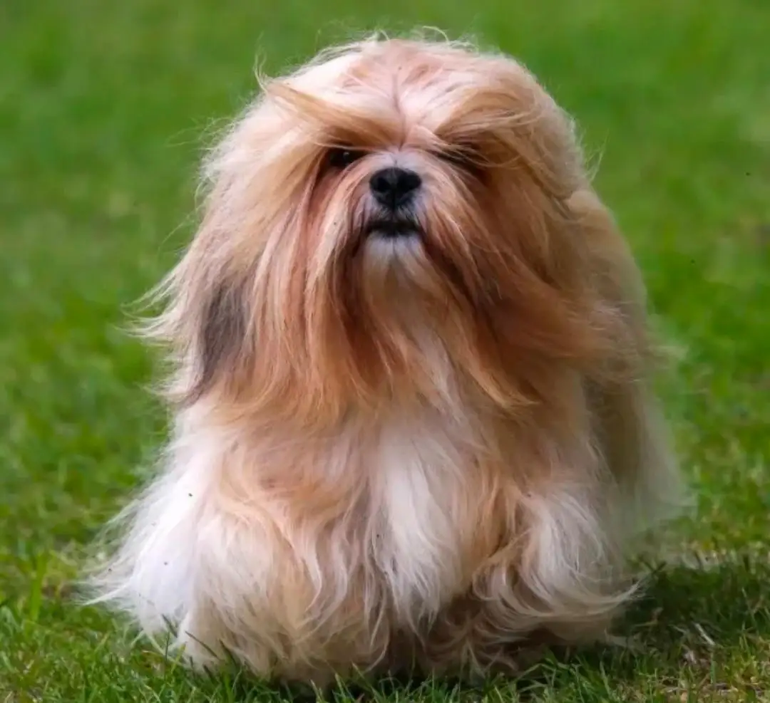 Pet food and accessories