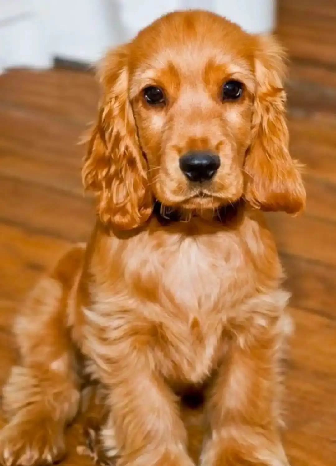 Pet food and accessories