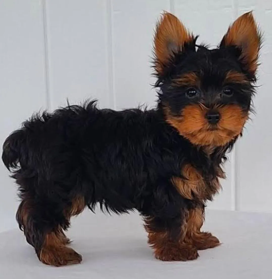 Pet food and accessories