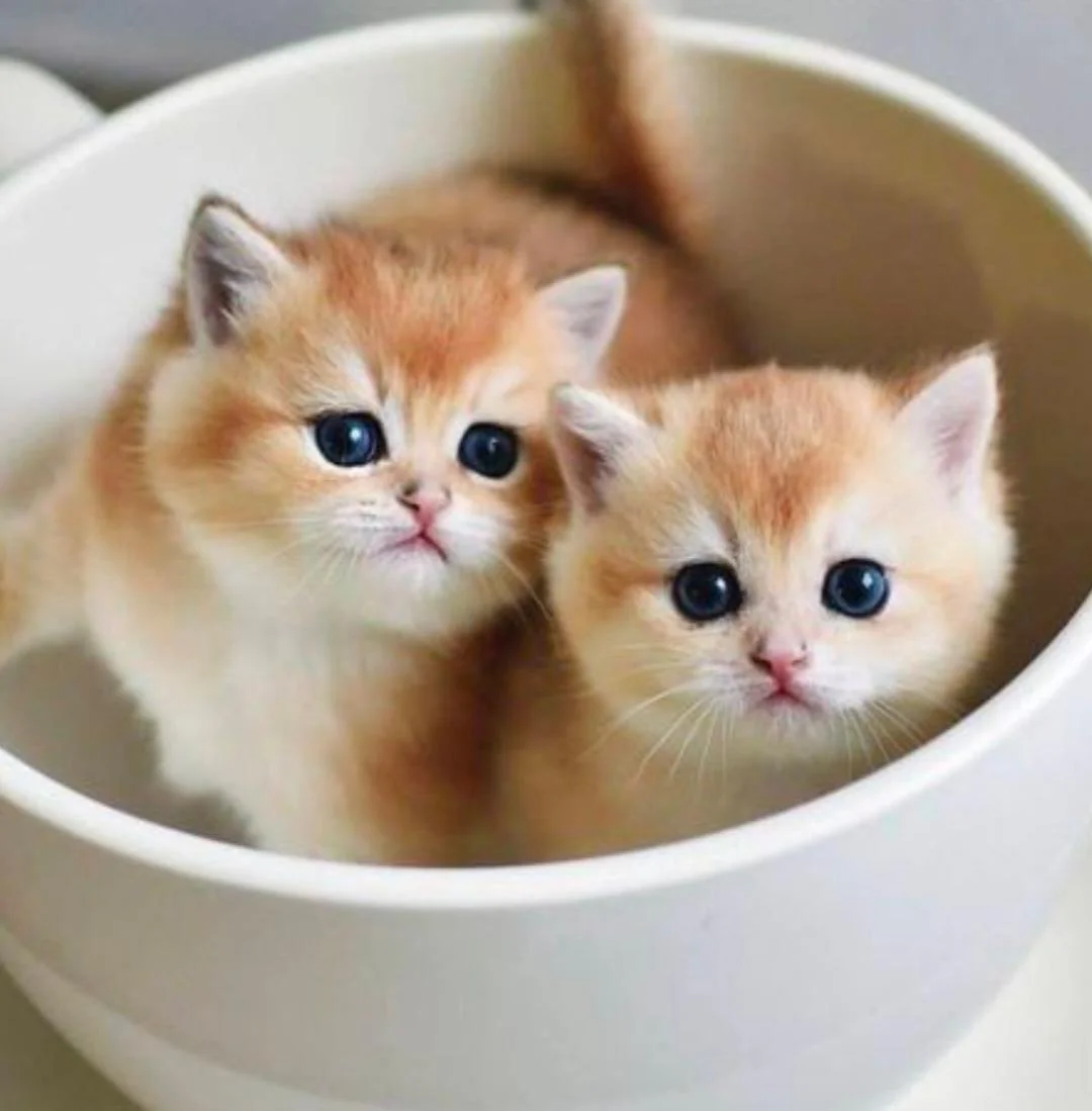 Pet food and accessories