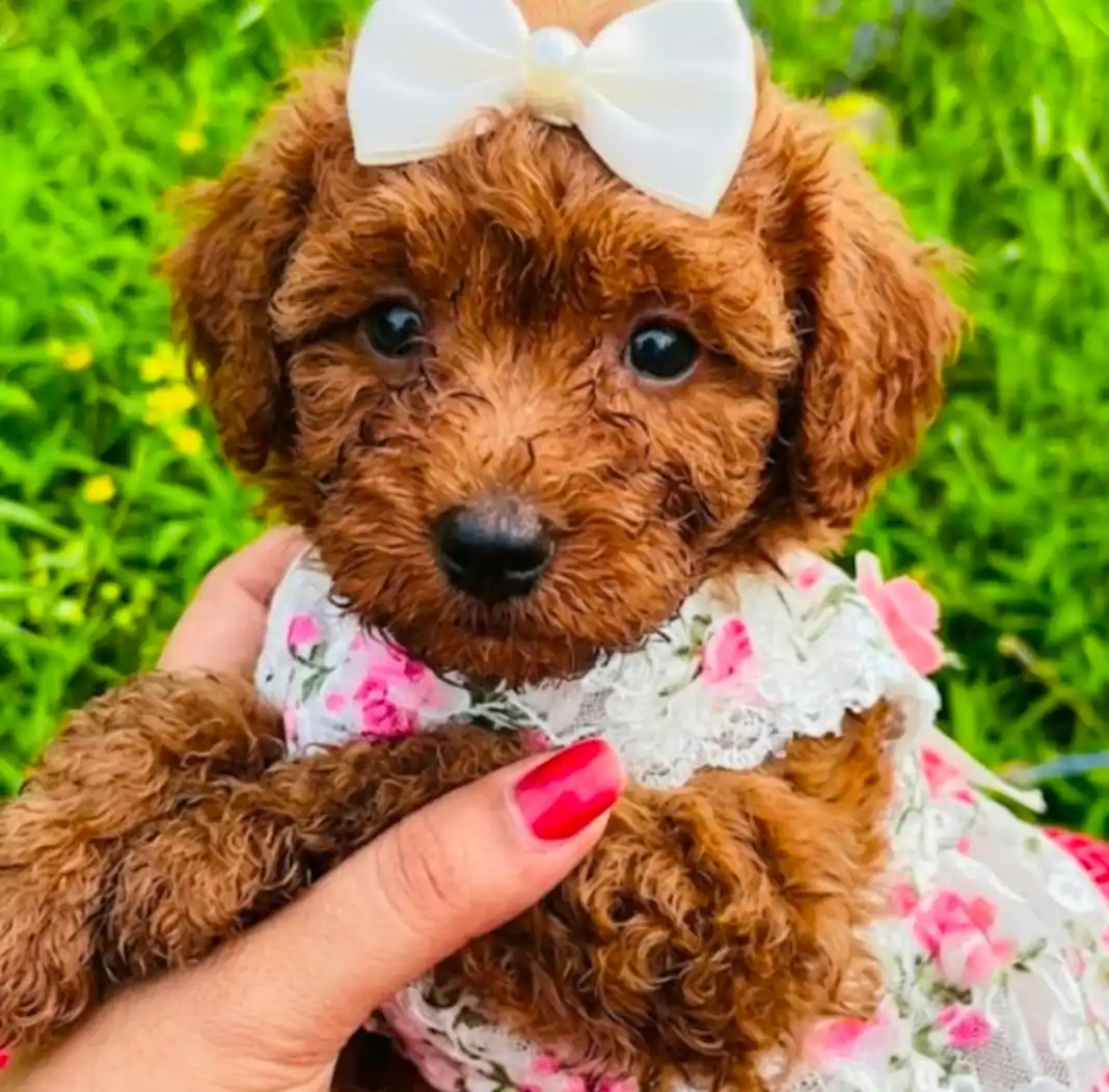 Pet food and accessories