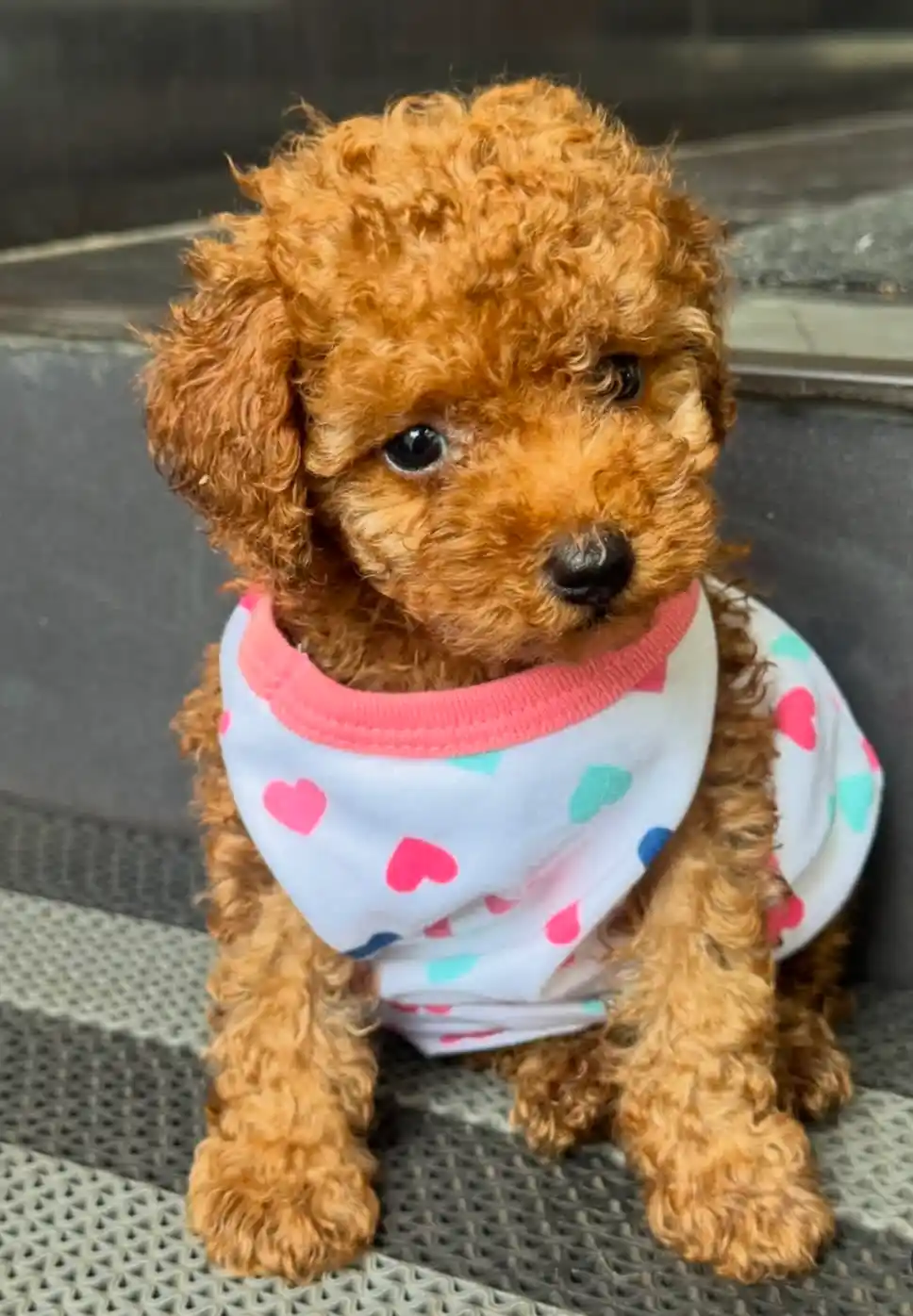 Pet food and accessories
