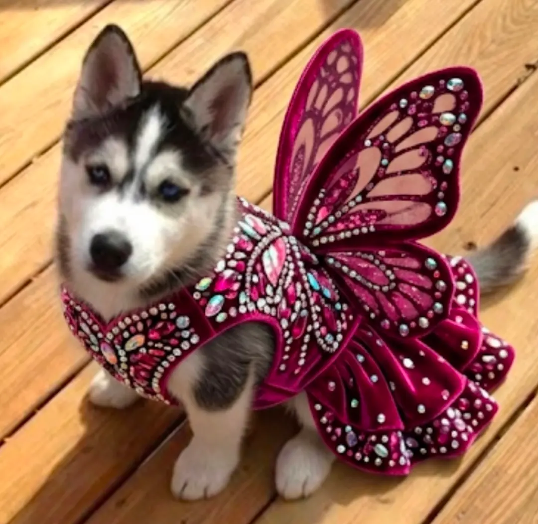 Pet food and accessories