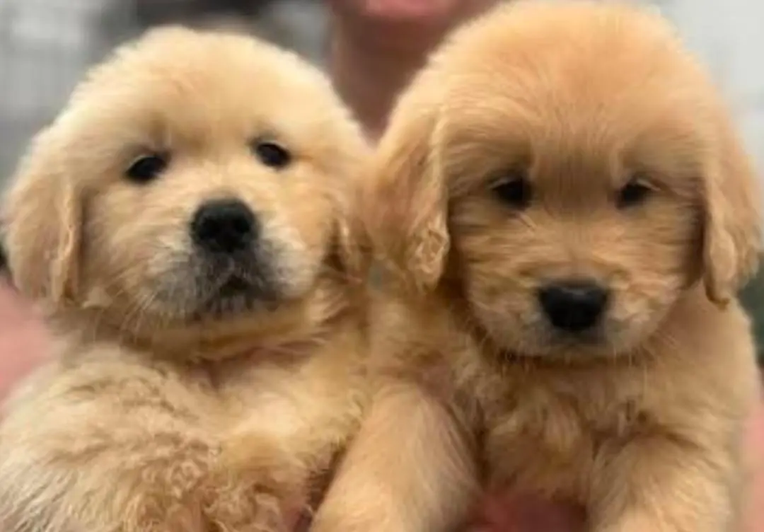 Adorable pet